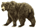 grizzly-bears-free-animated-gameznet 09.gif